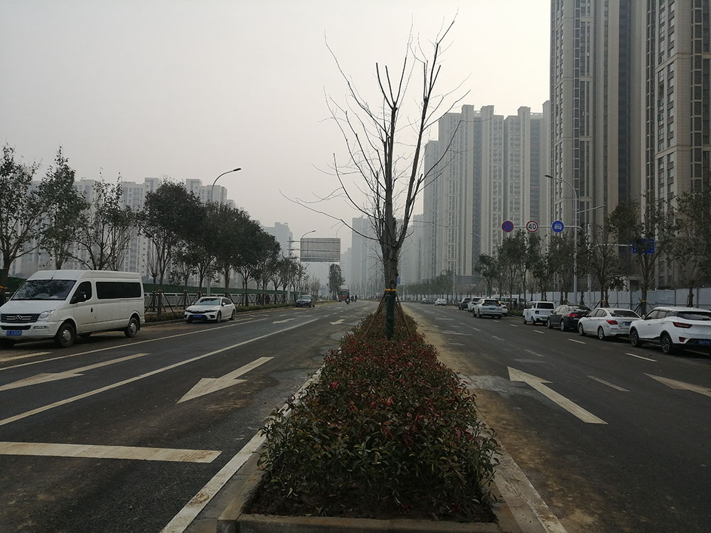 特事特辦、創(chuàng)造速度奇跡 --洛達(dá)路（中原路-穎河路）綠化工程完工